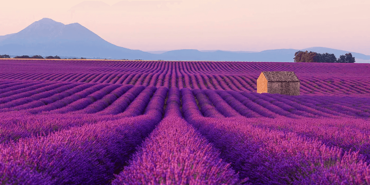 Lavender fields in the South of France
