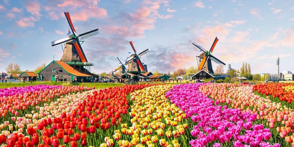 scer_netherlands_tulips