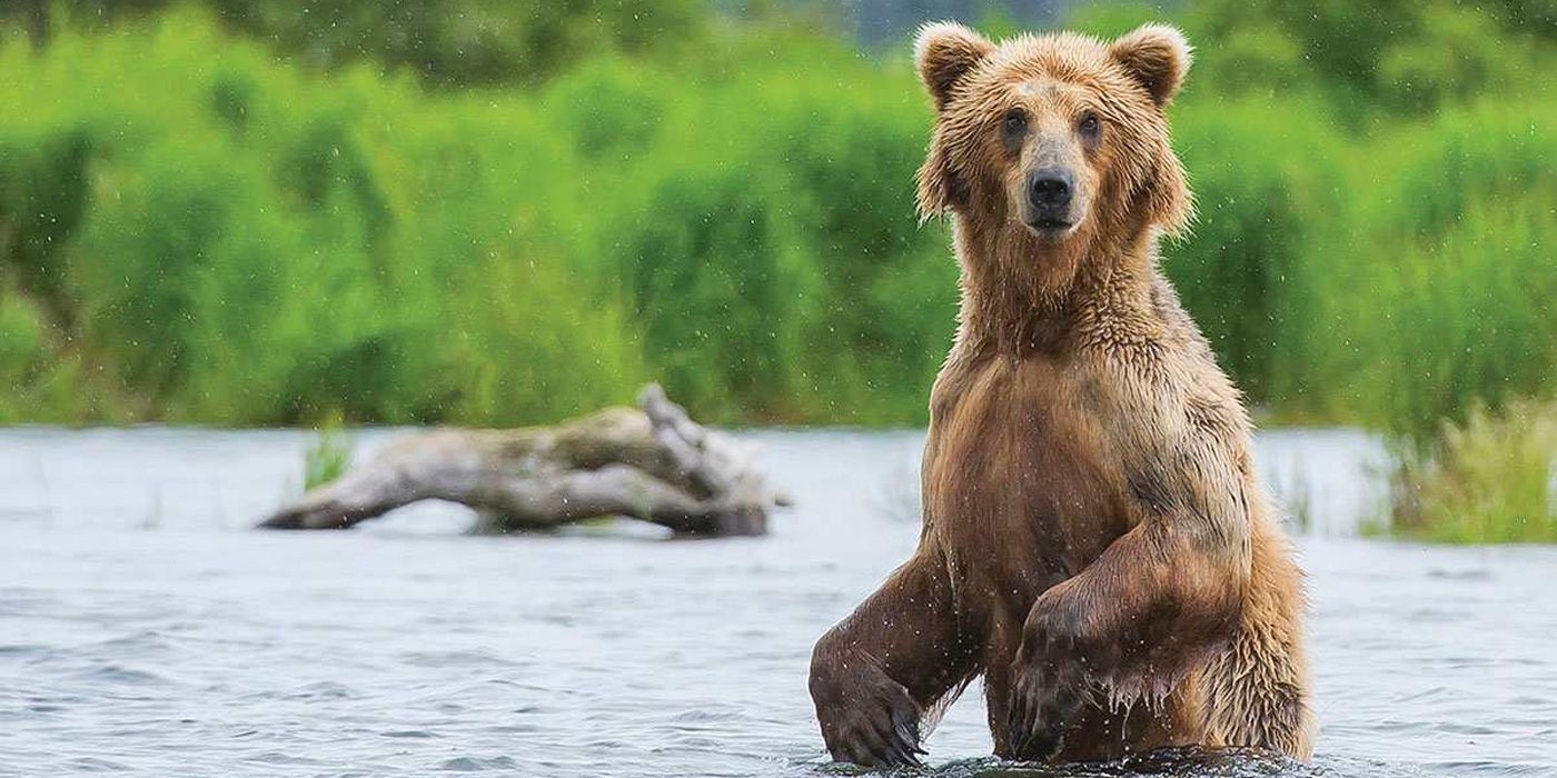 Grizzly Bear