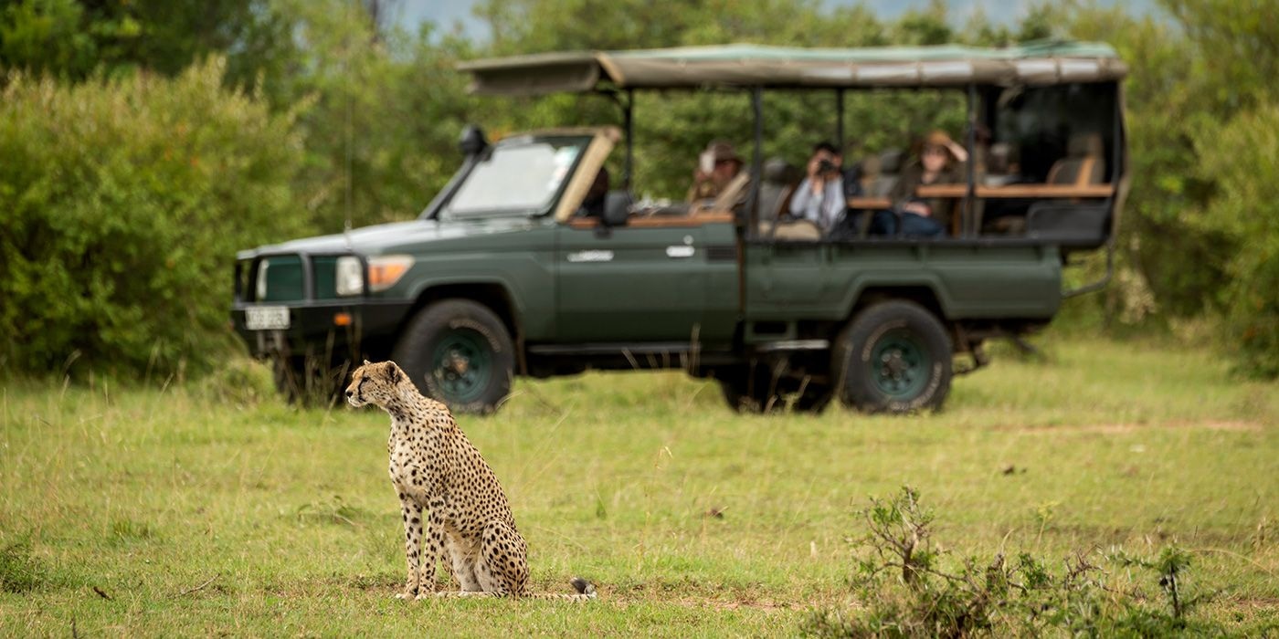 Cheetah Jeep safari Africa