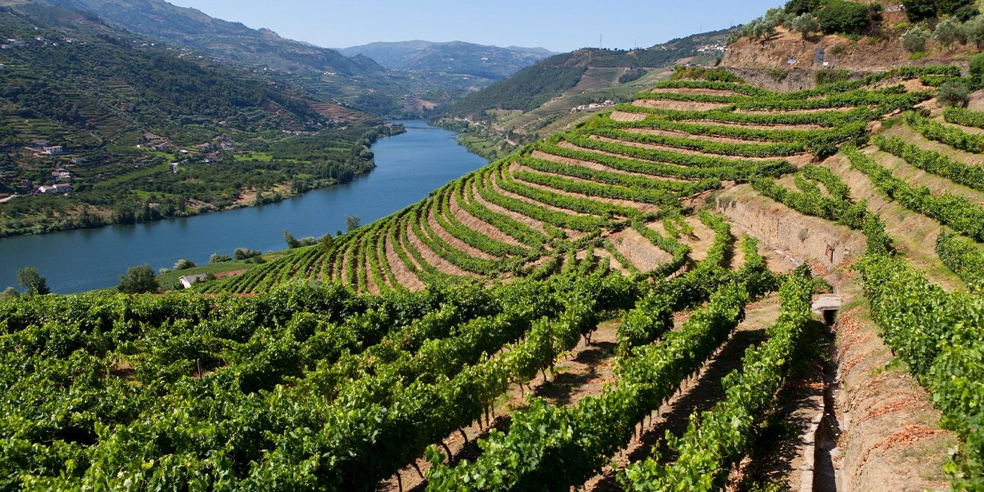 Terraced Douro Valley vineyards descending towards the river