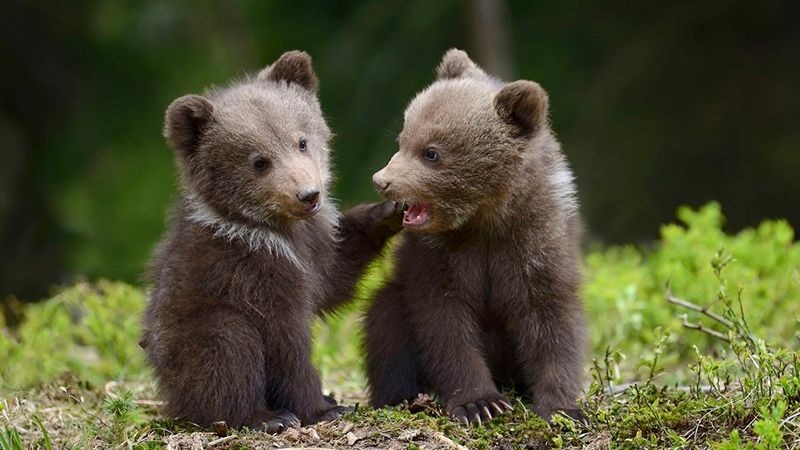 brown bear cubs